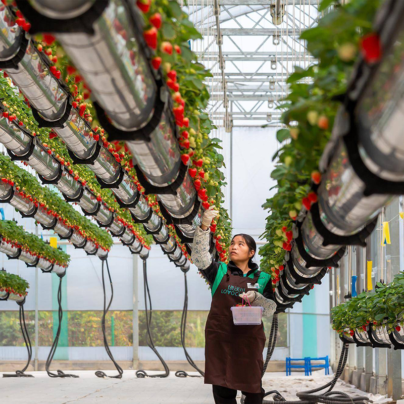 廊坊市水培蔬菜空中草莓 - 价格