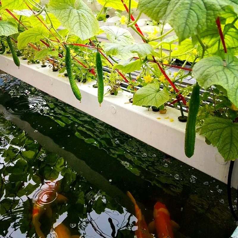 廊坊市无土栽培鱼菜共生 - 推荐